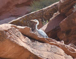 Image of Great Blue Heron