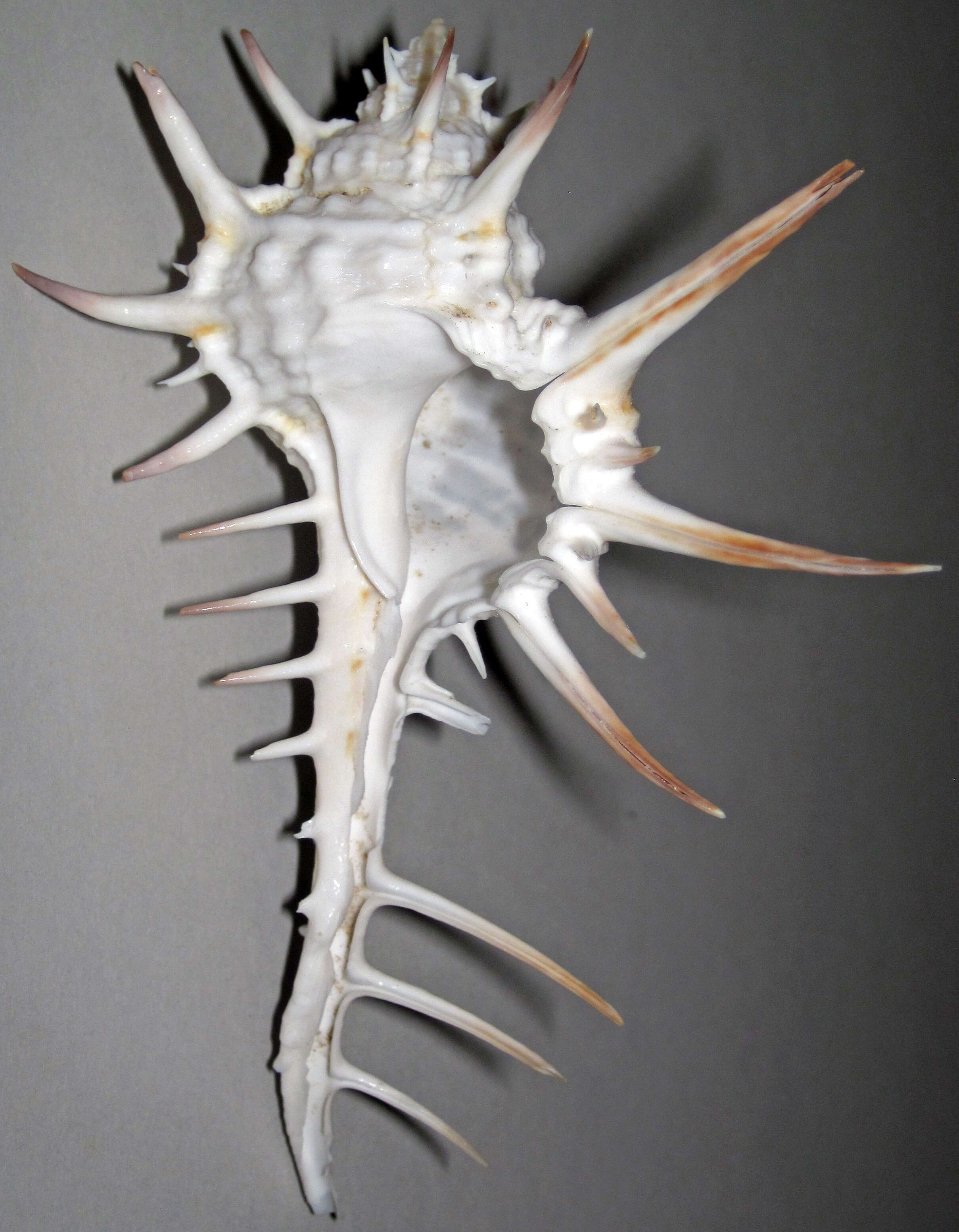 Image of Murex ternispina Lamarck 1822