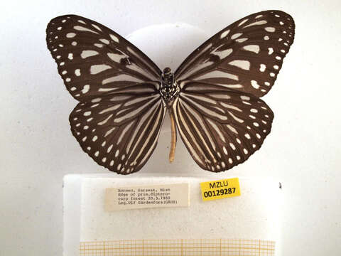 Image of Ideopsis vulgaris Butler 1874