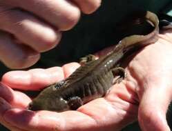 Image of Barred Tiger Salamander