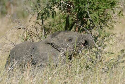 Image of African bush elephant