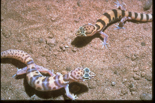 Image of Western Banded Gecko