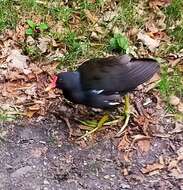 Image of Common Moorhen