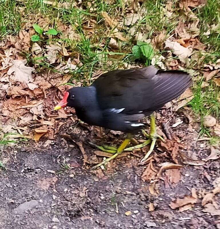 Image of Common Moorhen