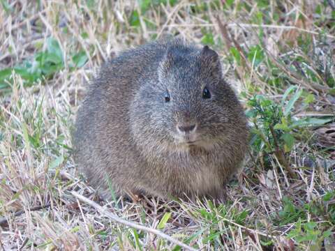 Image of Brazilian Guinea Pig