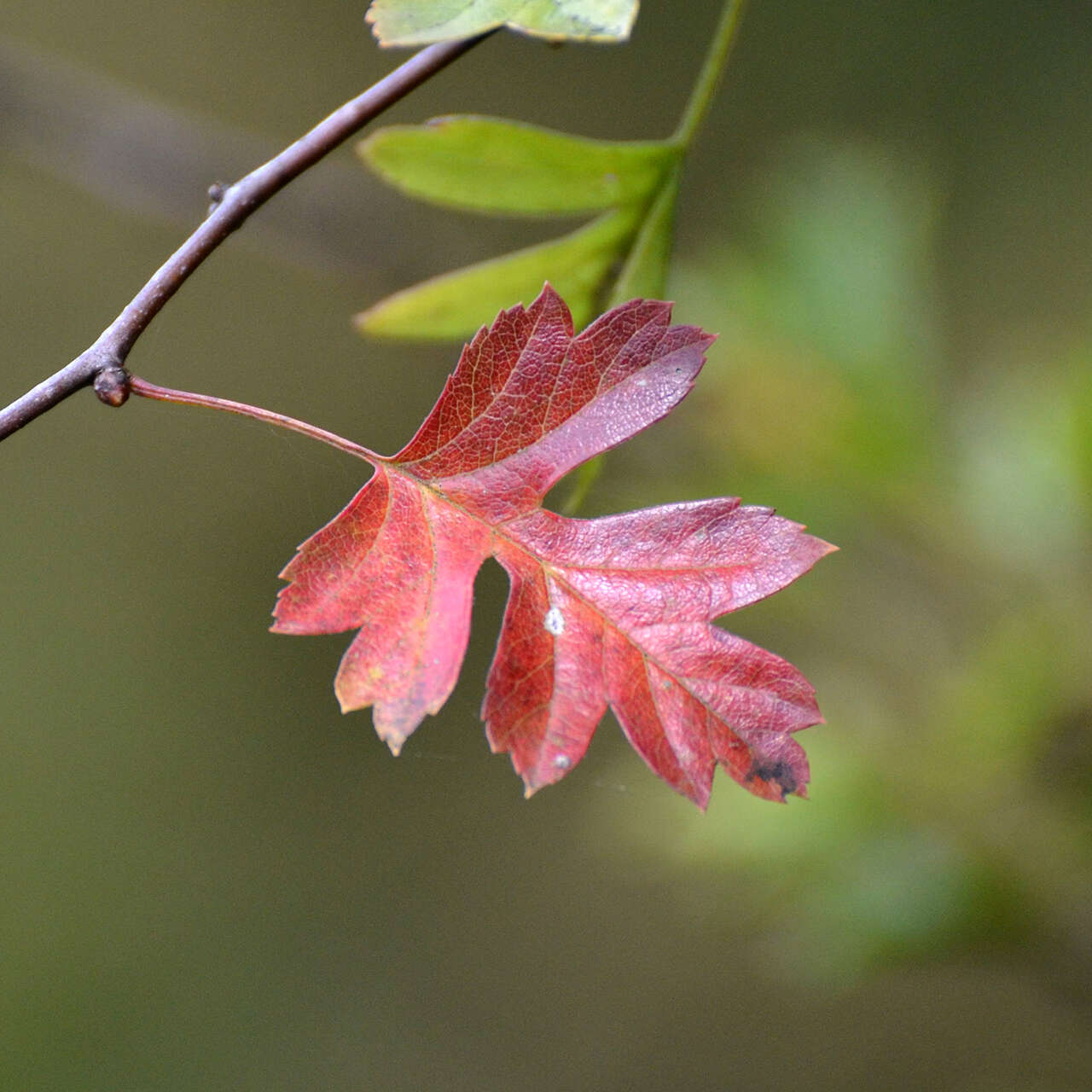 Image of Common Hawthorn