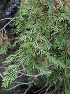 Image of Atlantic White Cedar