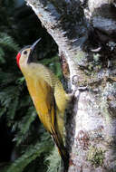 Image of Golden-olive Woodpecker