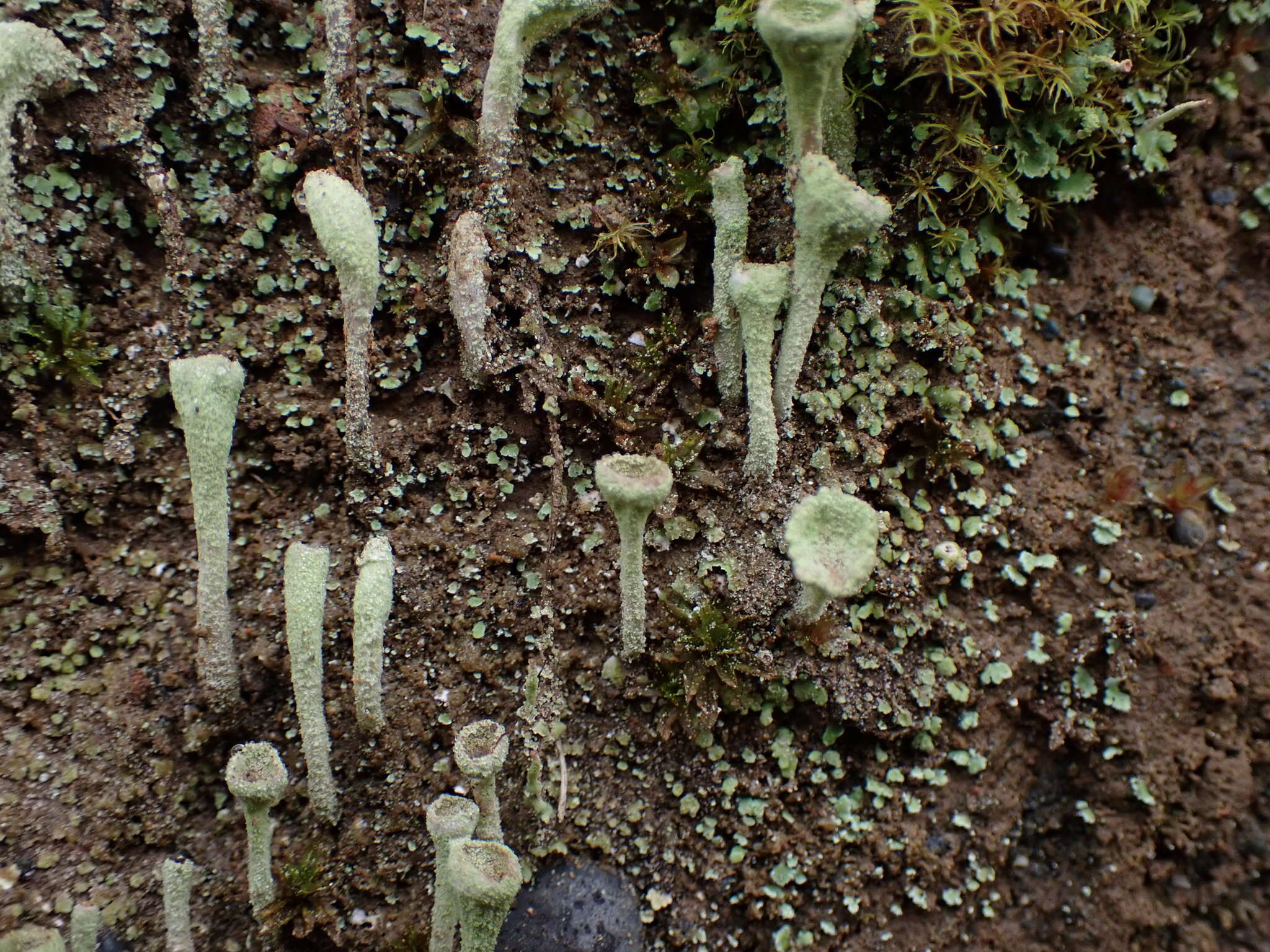 Image of cup lichen