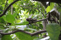 Image of Plantain Squirrel