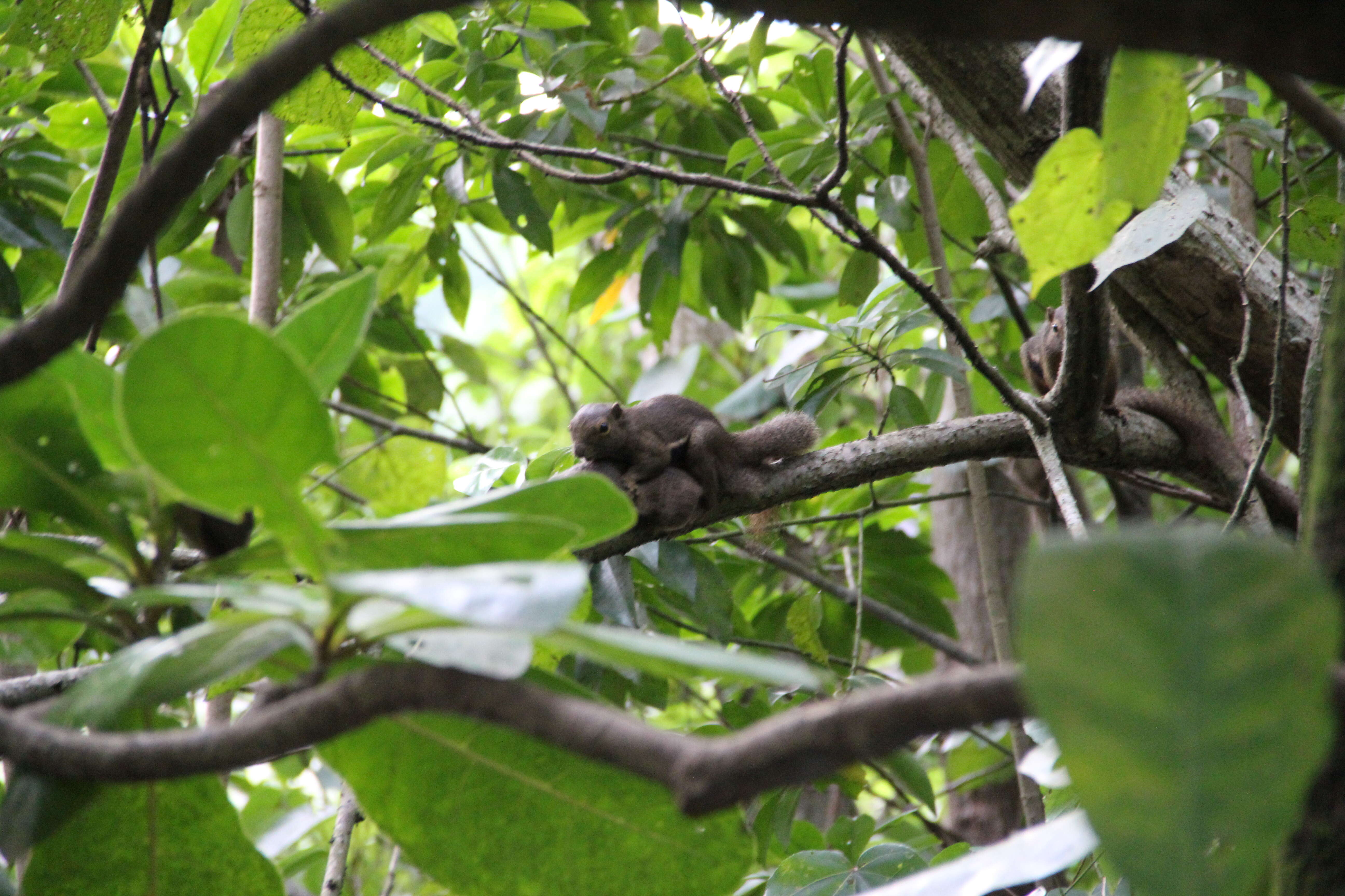 Image of Plantain Squirrel