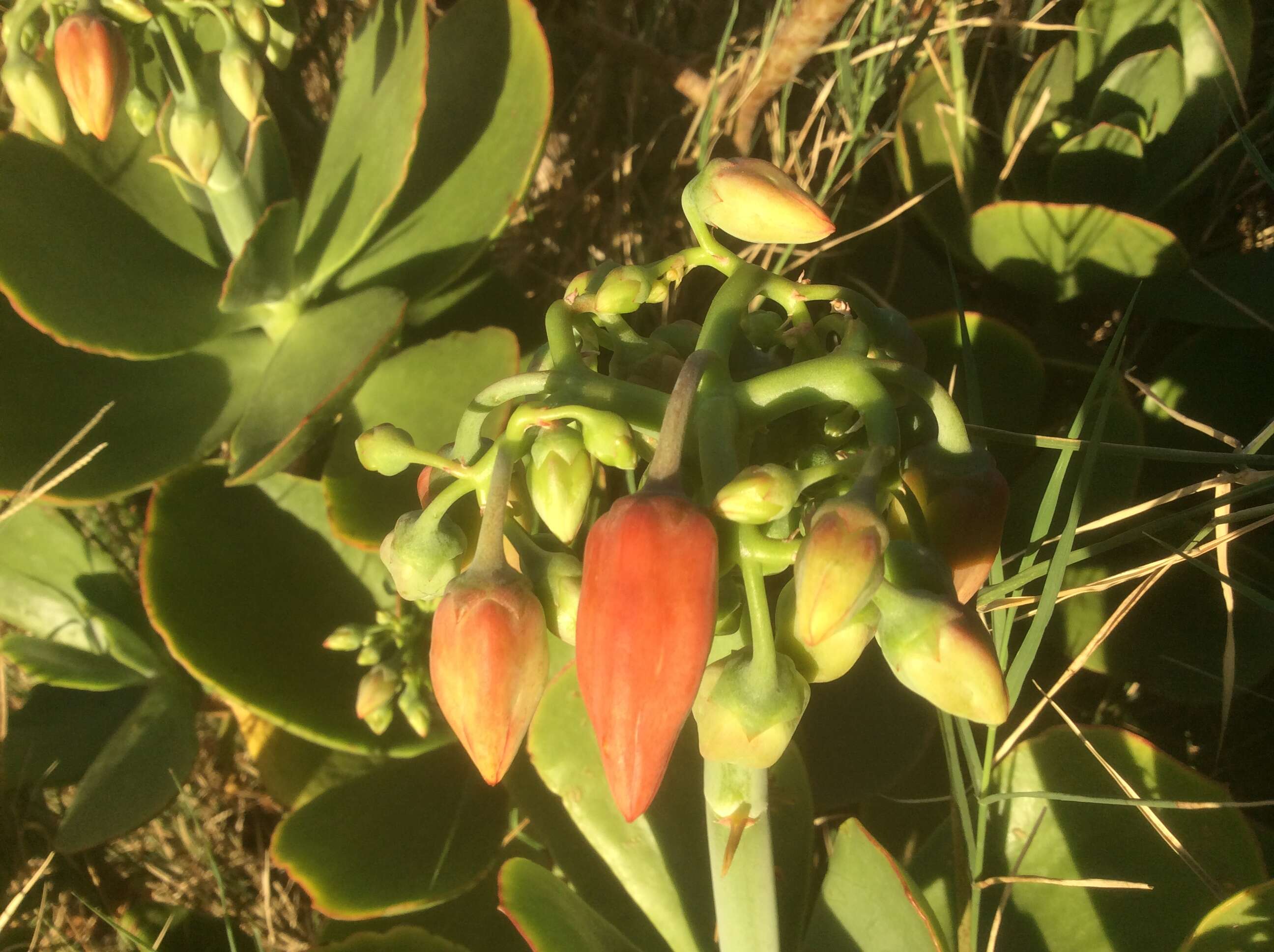 Image of pig's ear