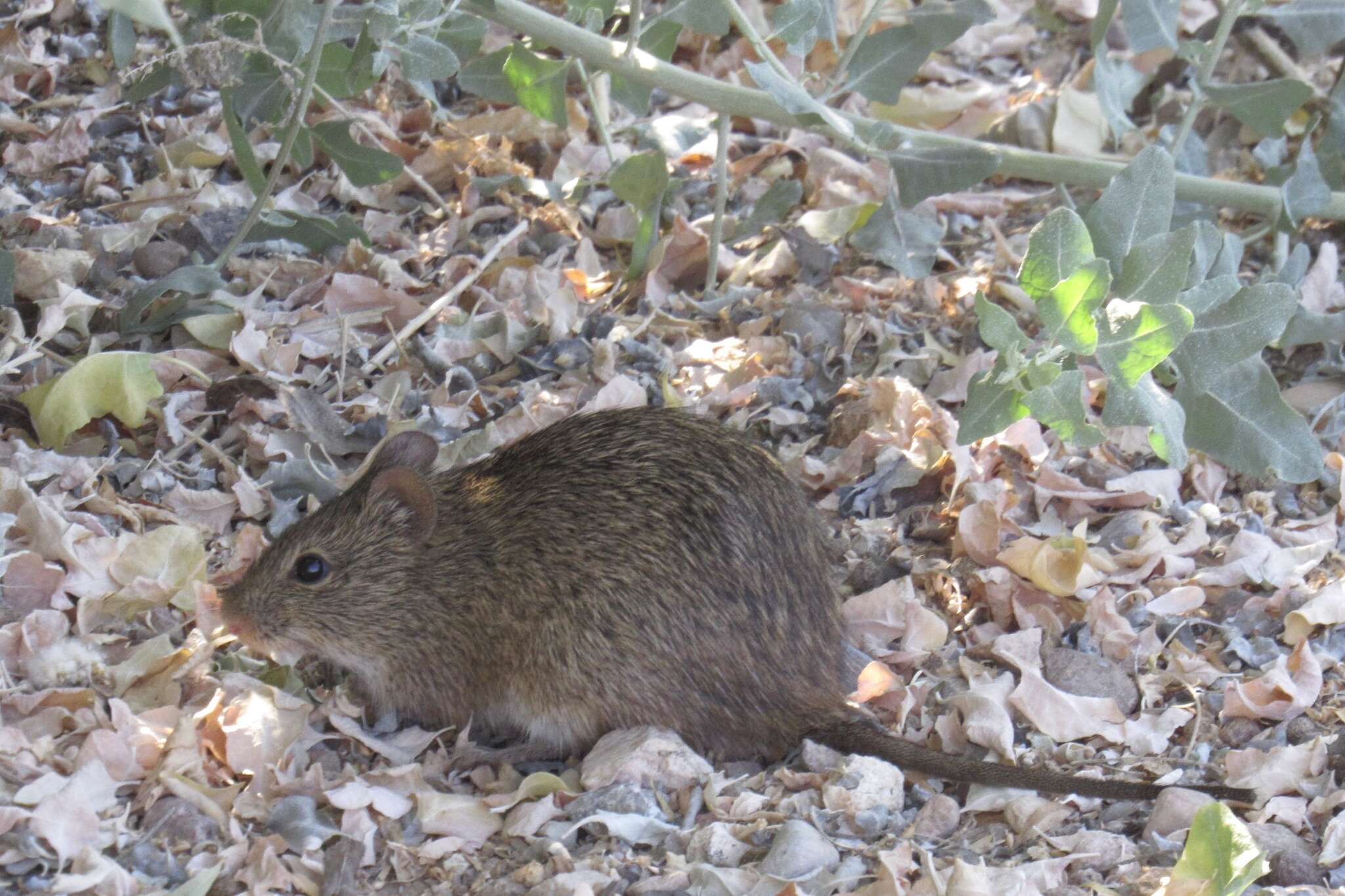 Image of Arizona cotton rat