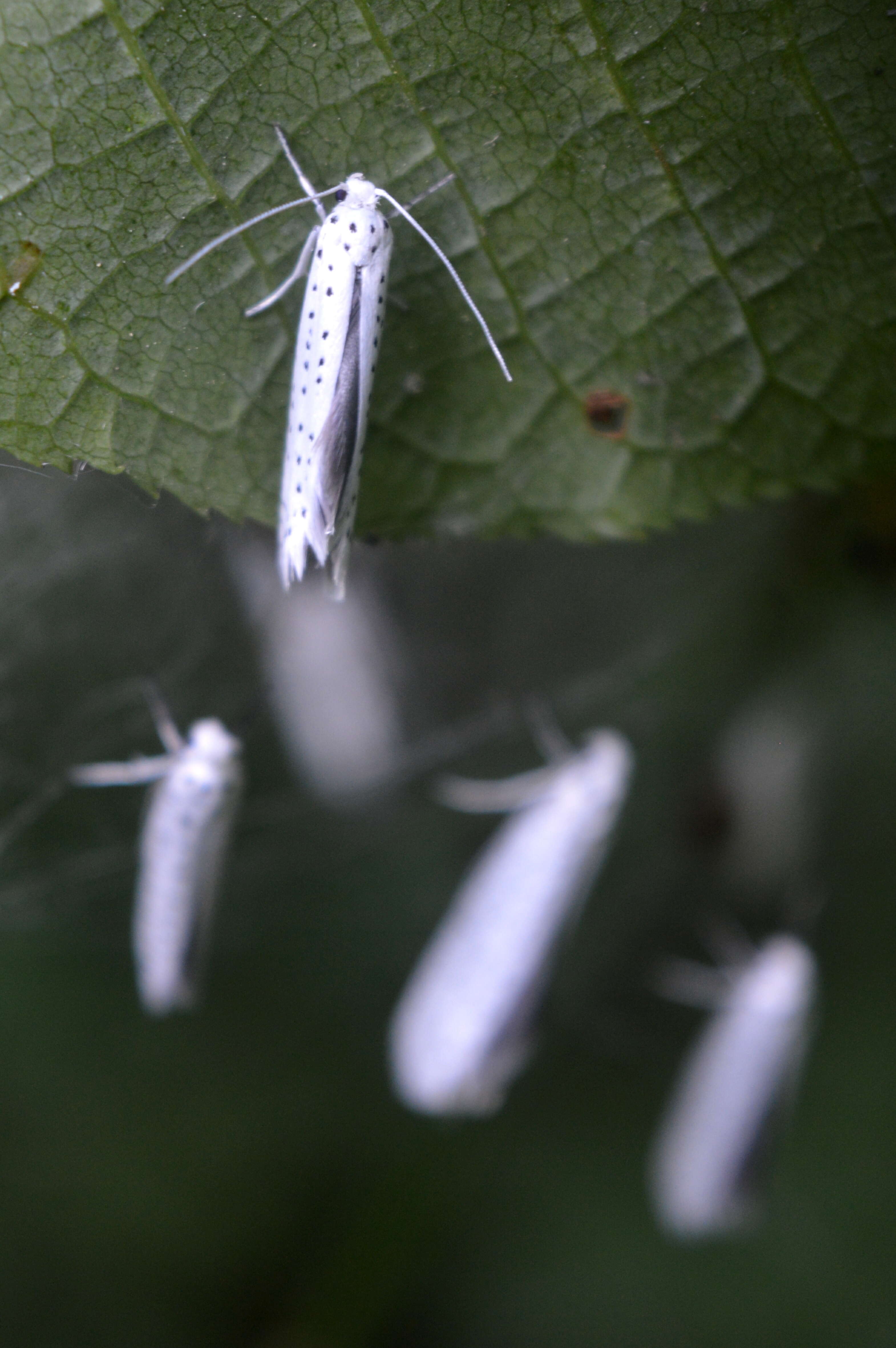 Imagem de Yponomeuta evonymella Linnaeus 1758