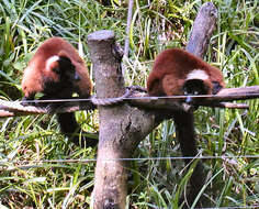 Image of Red Ruffed Lemur