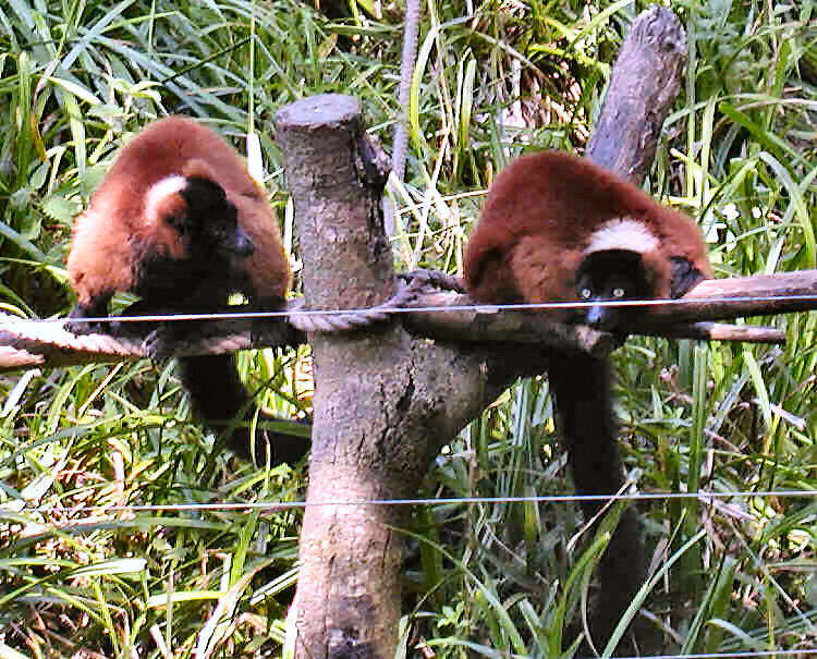 Image of Red Ruffed Lemur