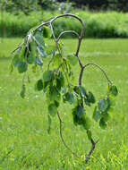 Image of Fagus sylvatica f. pendula