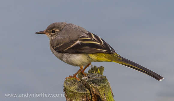 Image of Grey Wagtail