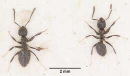 Image of Ant