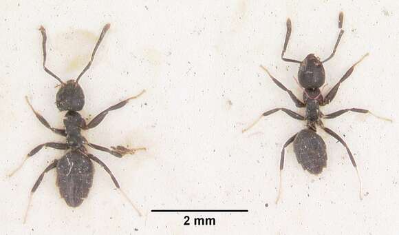 Image of Ant