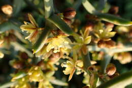 Image of Asparagus horridus L.