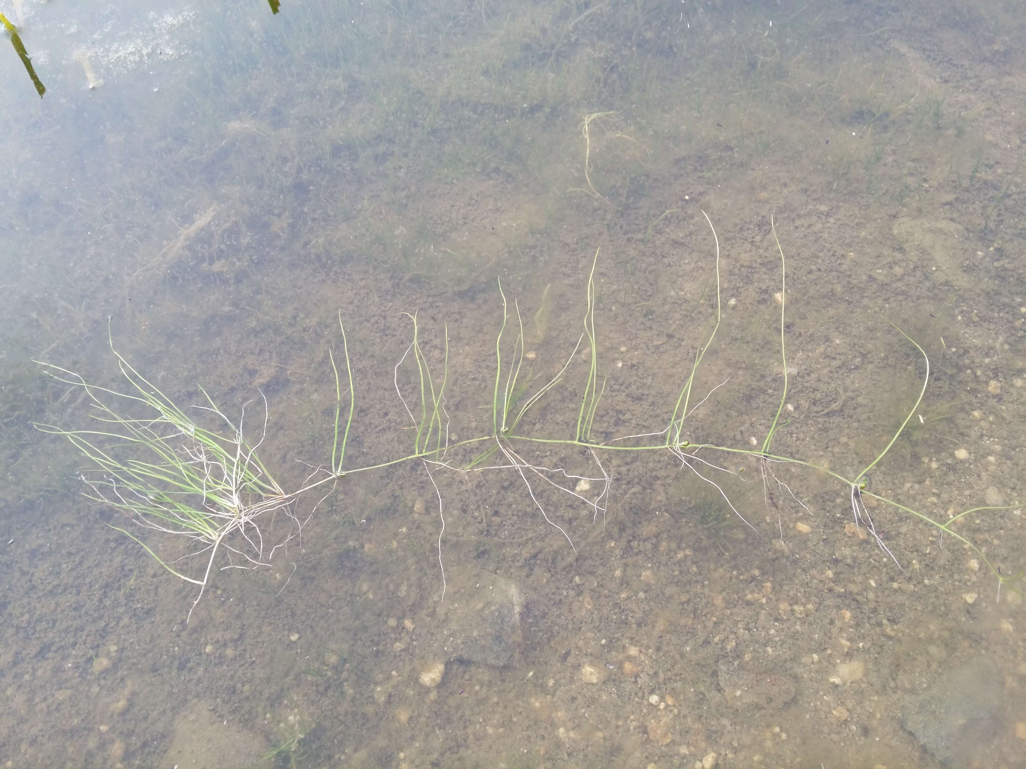 Plancia ëd Pilularia globulifera L.