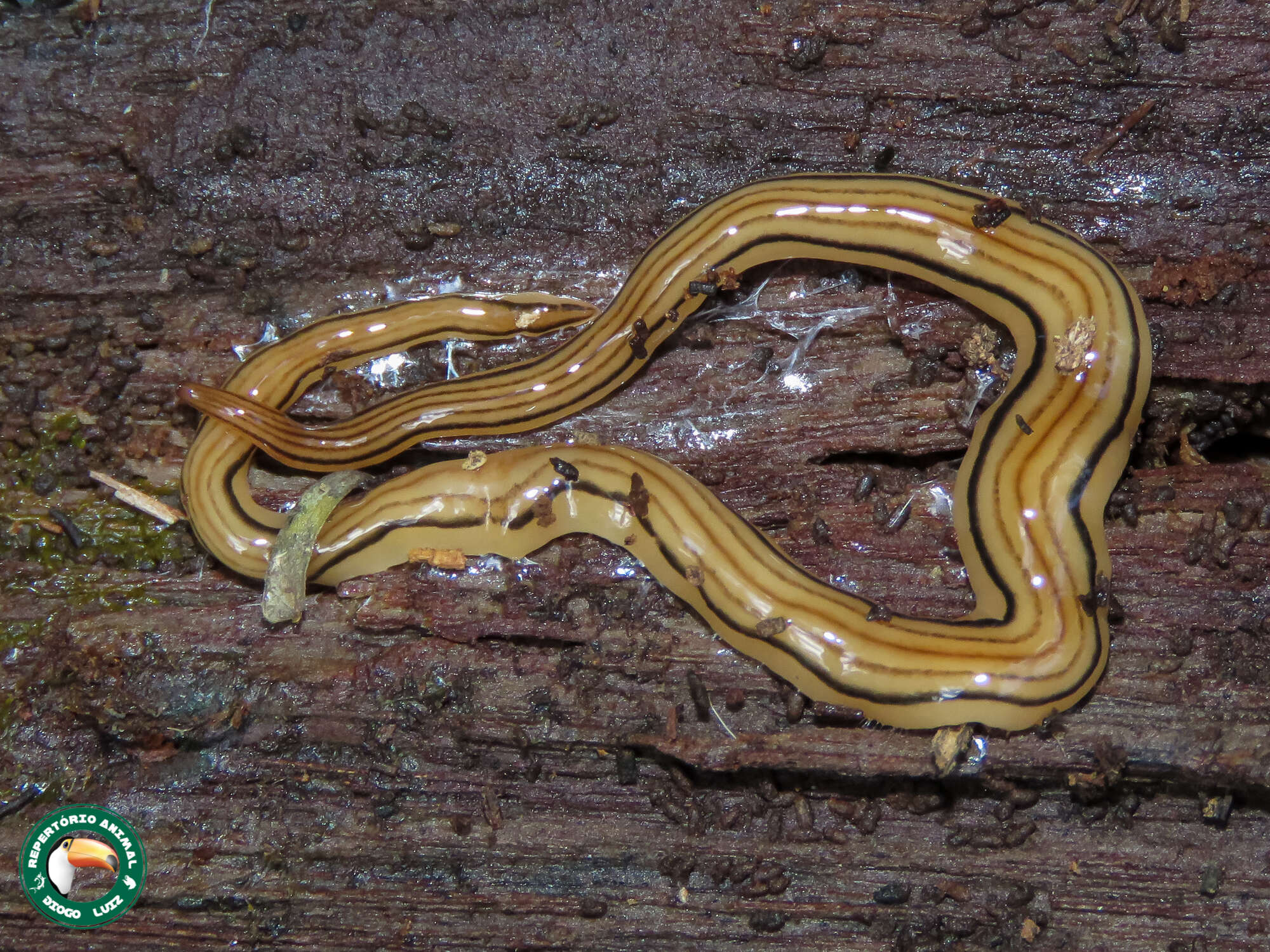 Luteostriata resmi