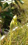 Image of Beak orchid