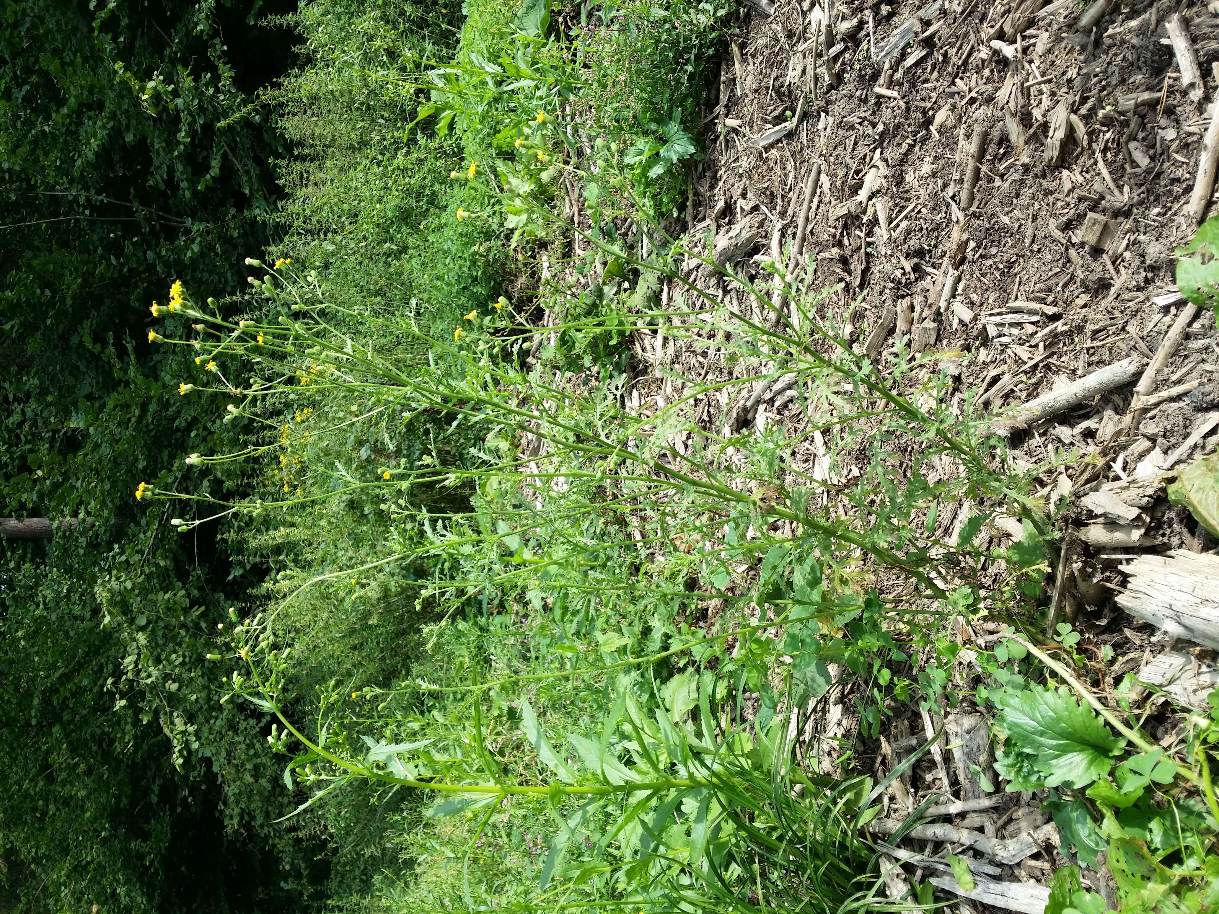 Senecio viscosus L. resmi