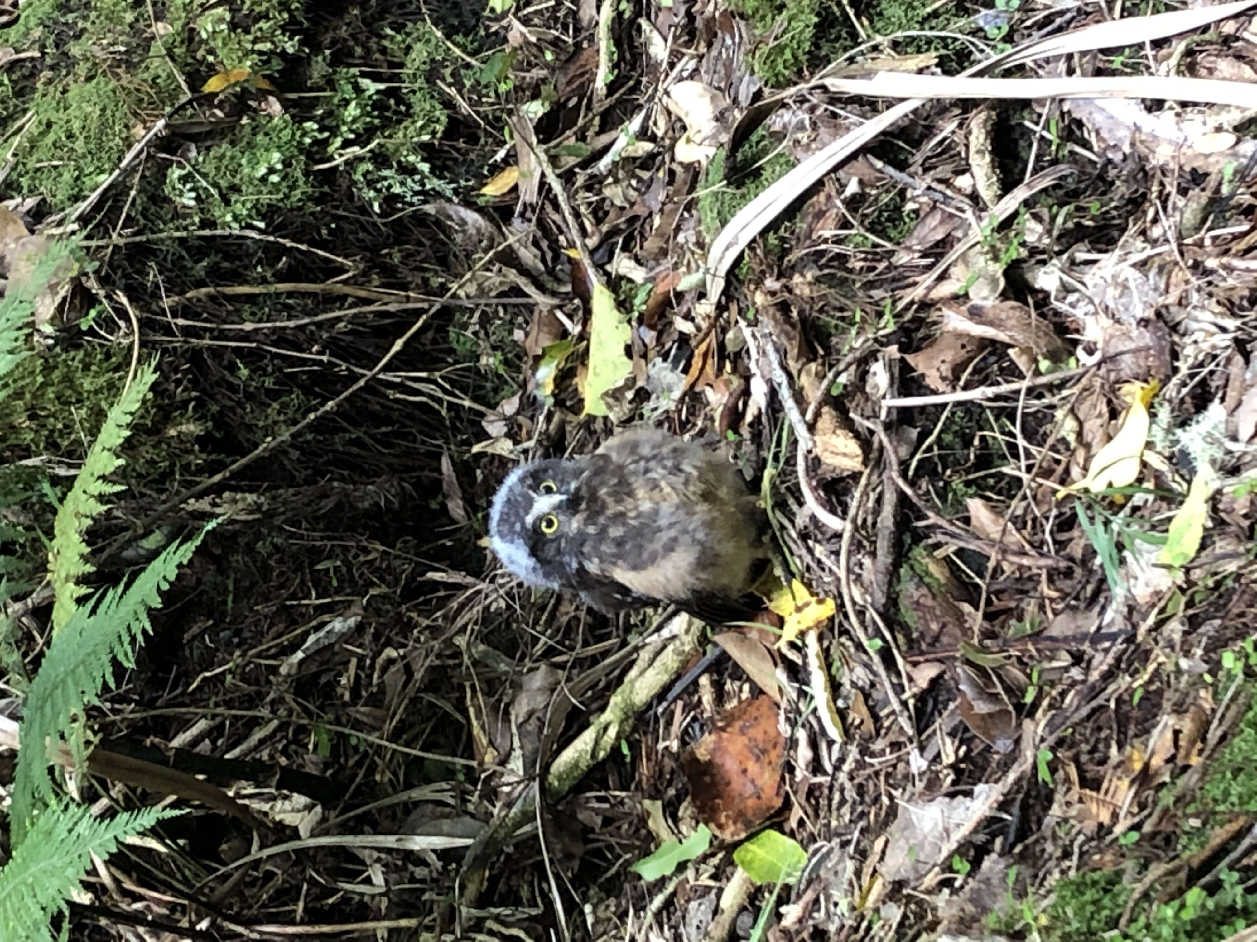 Image of Morepork