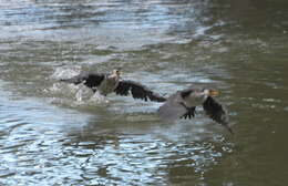 Image of Little Pied Cormorant