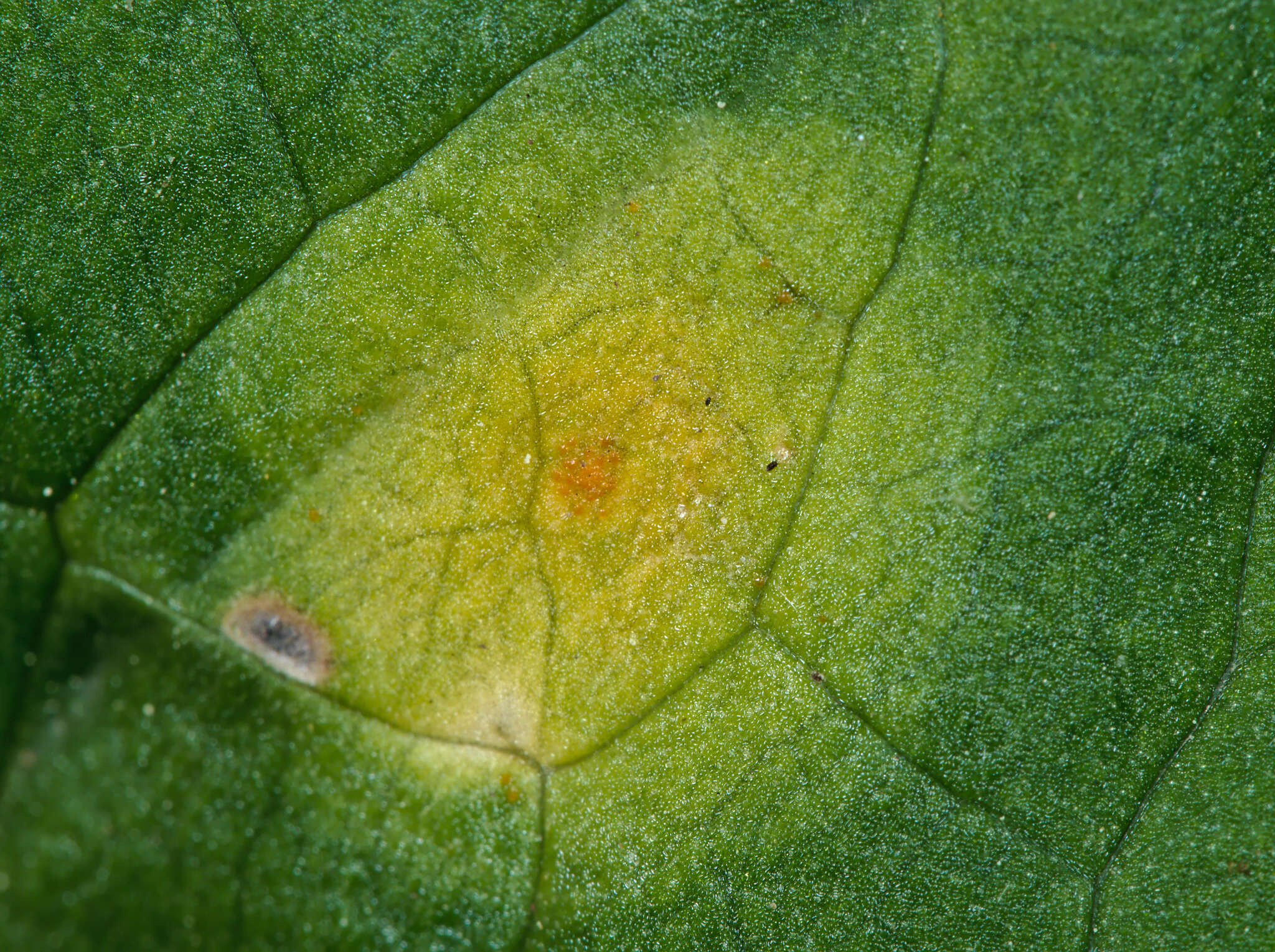 Imagem de Puccinia sessilis J. Schröt. 1870