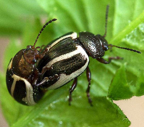 Image of Calligrapha (Bidensomela) bidenticola Brown 1945