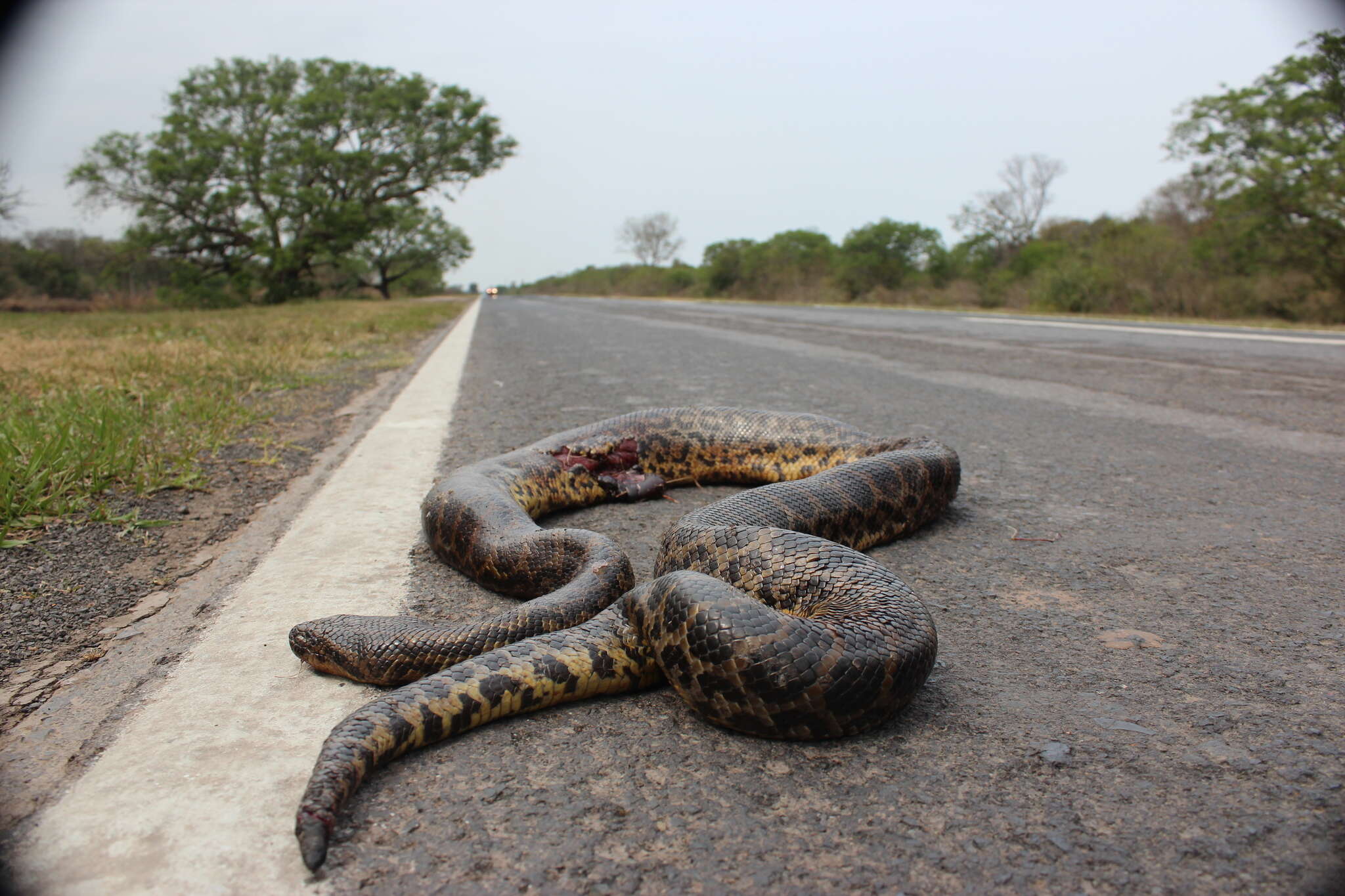 Image de Anaconda du Paraguay