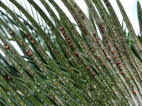 Image of Cycad aulacaspis scale