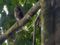 Image of Collared Owlet