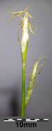 Image de Carex alba Scop.