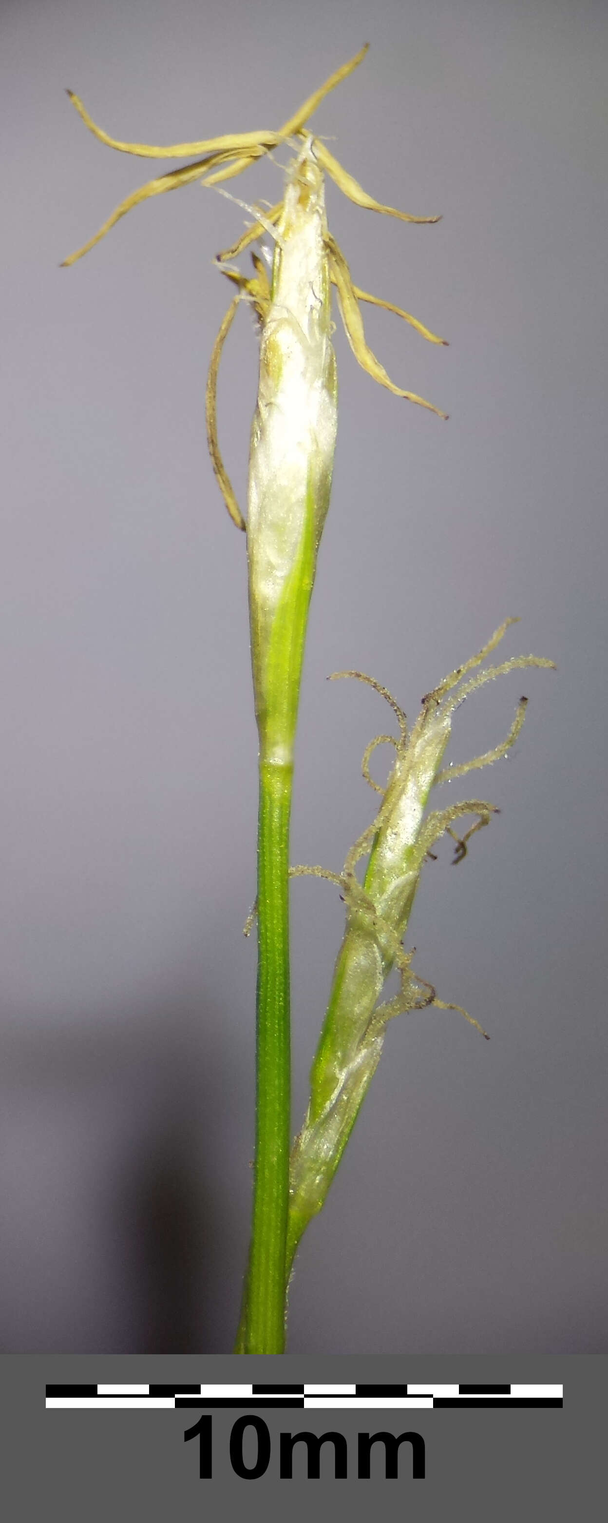 Image de Carex alba Scop.