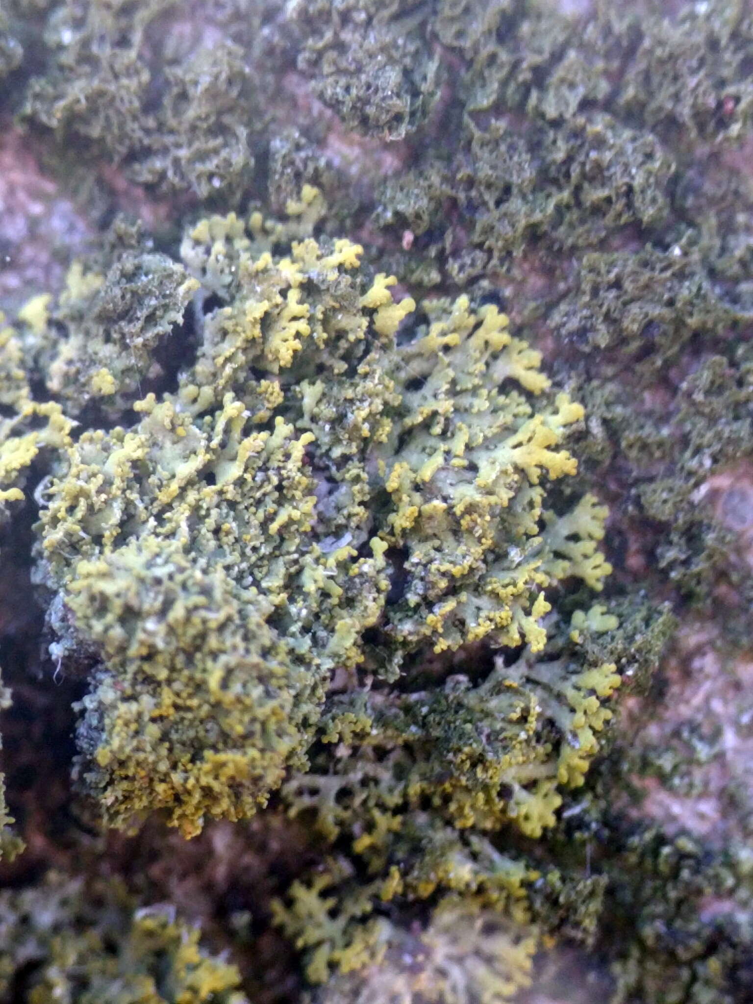 Image of lemon lichen