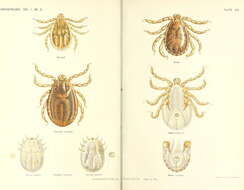 Image de Haemaphysalis Koch 1844