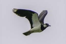 Image of Lapwing