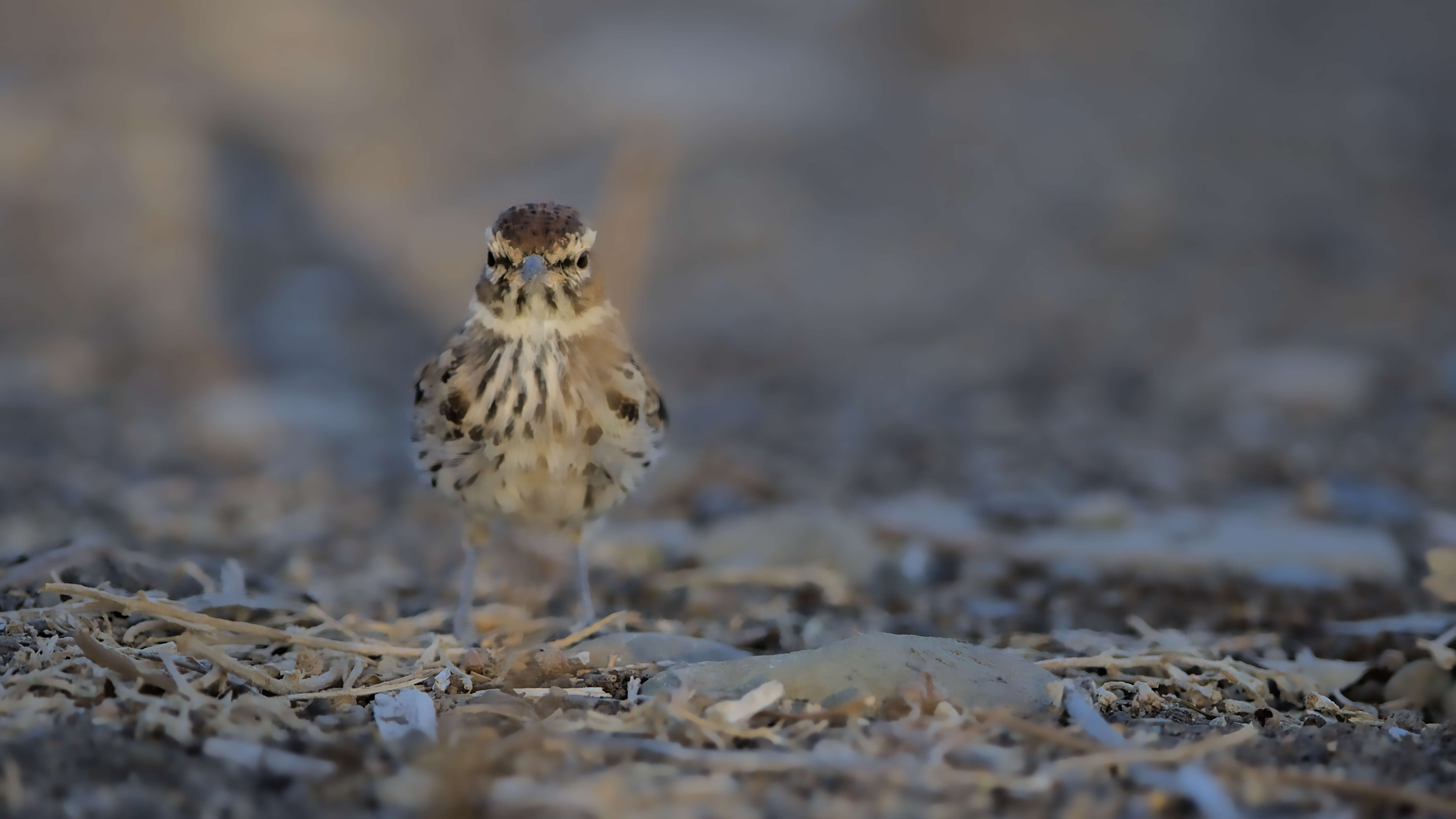 Image of Karoo Lark