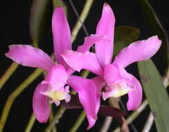 Image of Cattleya kerrii Brieger & Bicalho