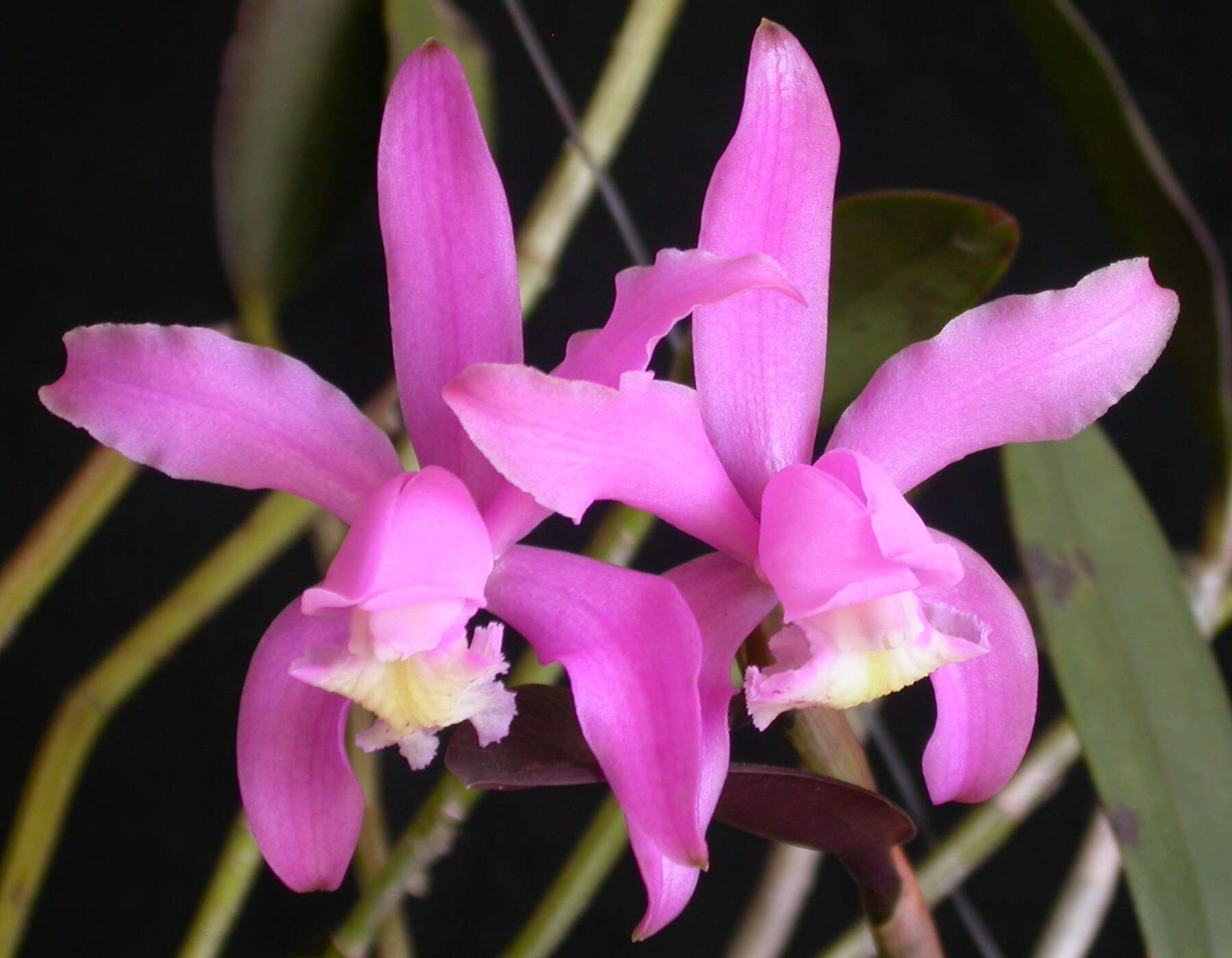 صورة Cattleya kerrii Brieger & Bicalho