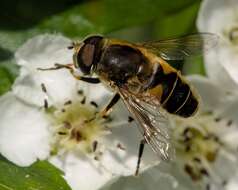 Image of <i>Eristalis nemorum</i>