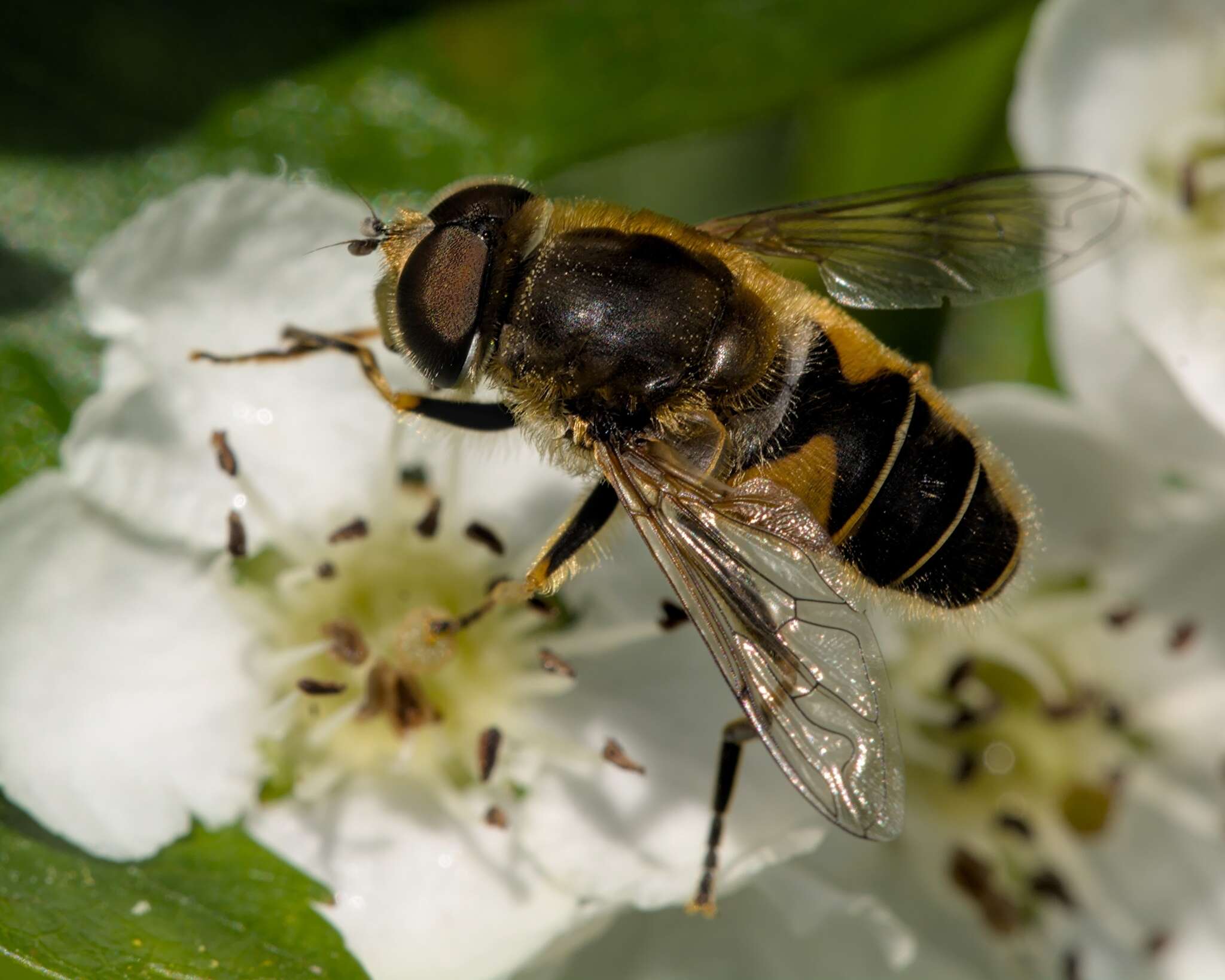 Image of <i>Eristalis nemorum</i>