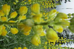 Image of Chick Lupine