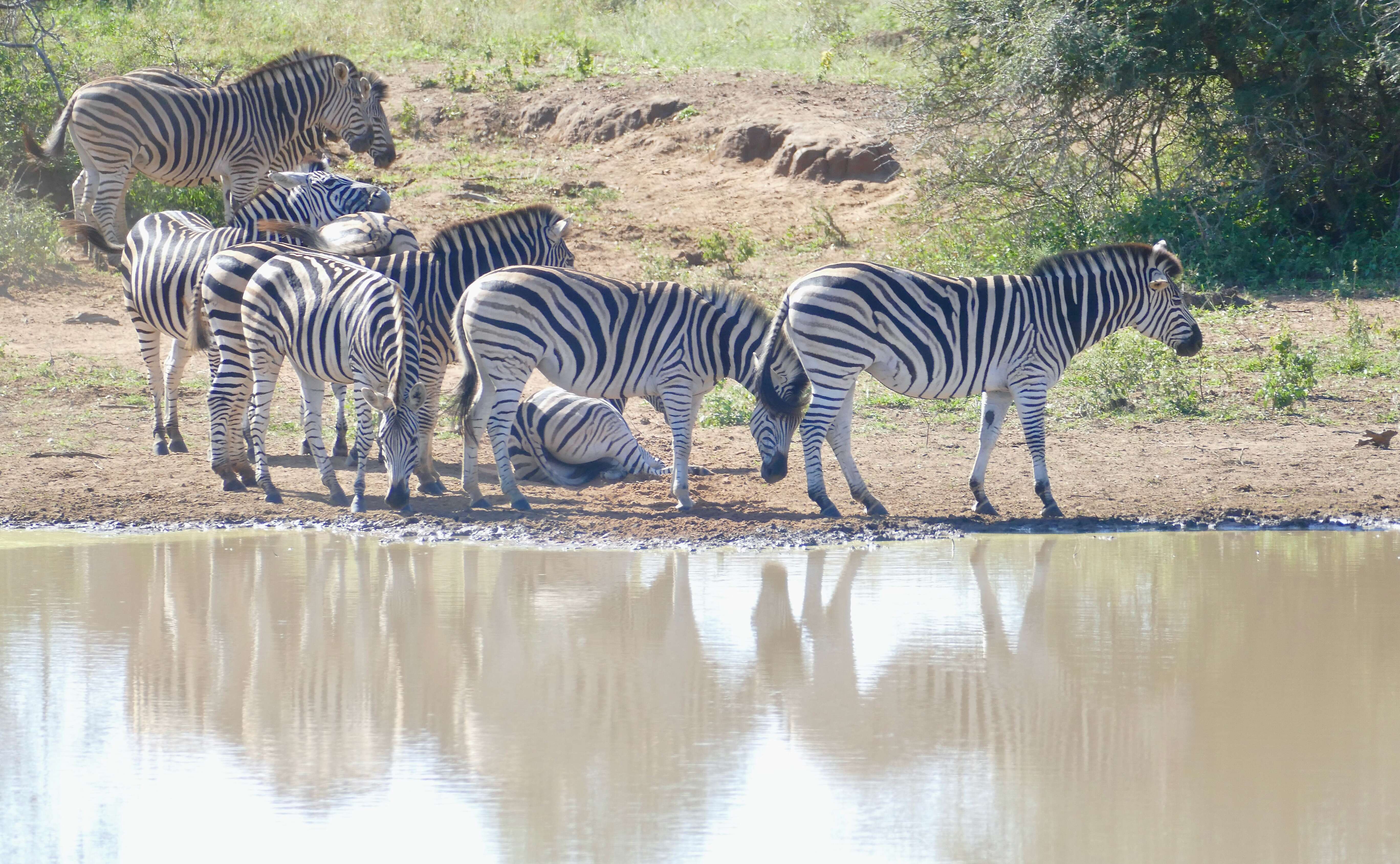 Image of zebra