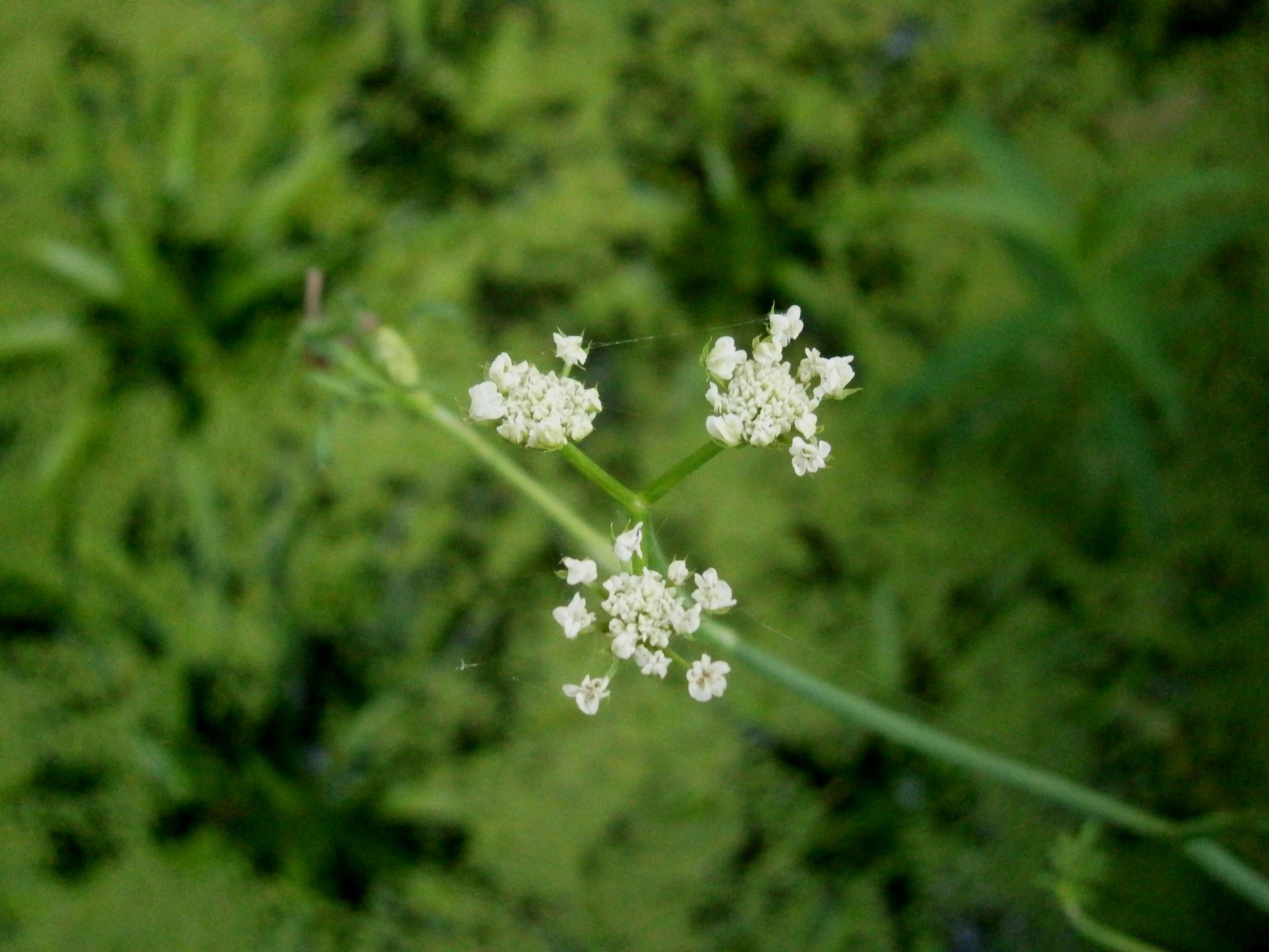 Oenanthe fistulosa L.的圖片