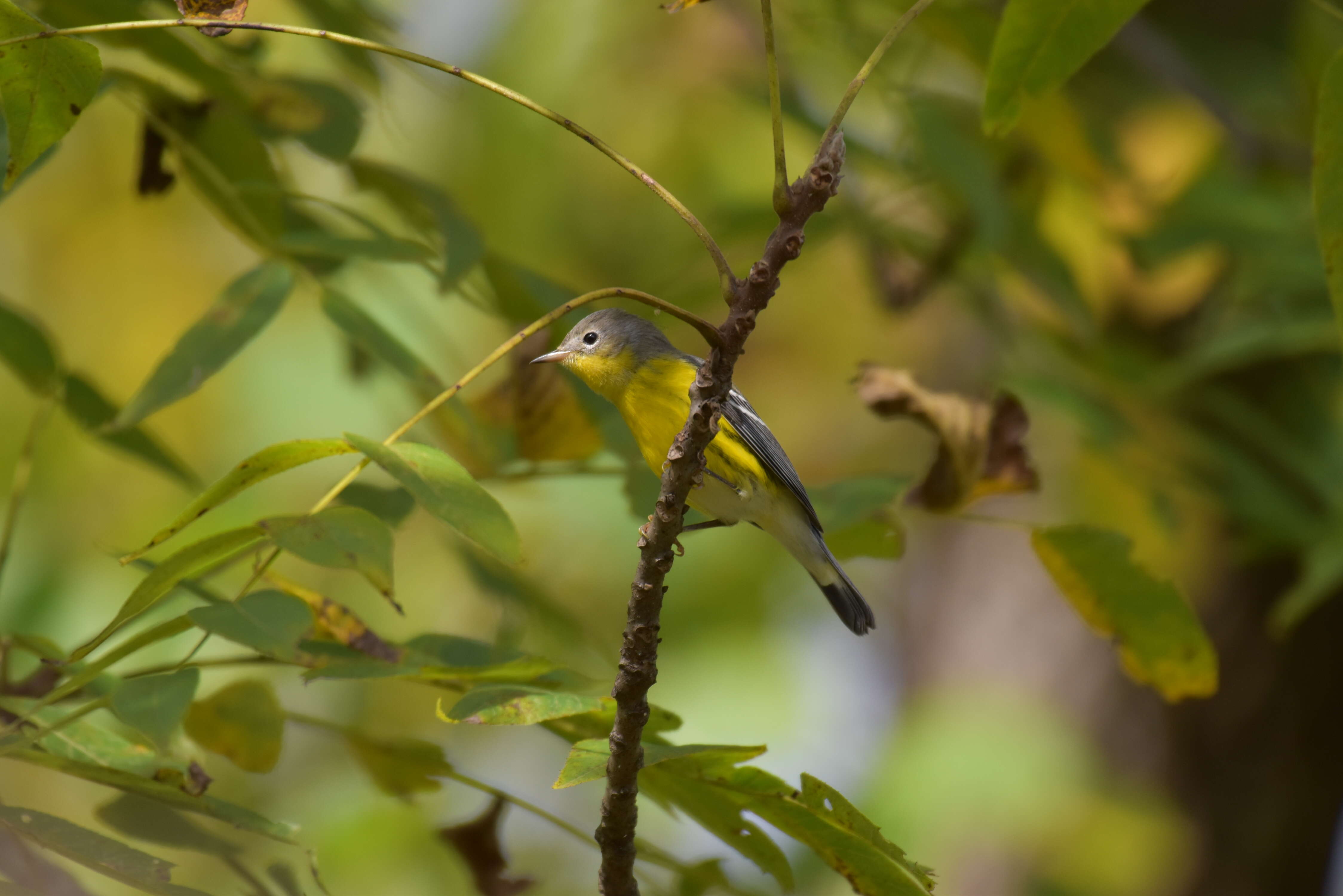 Image of Magnolia Warbler